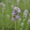 Lavandula angustifolia 'Munstead' -- Lavendel